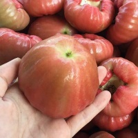 Mận đá đường loại lớn, giá tốt